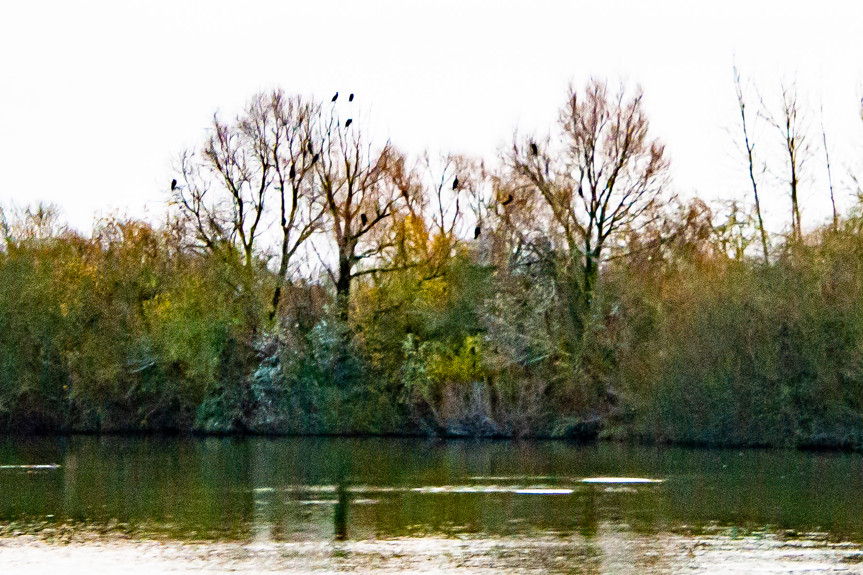 Zone C du dortoir de Grands Cormorans (Great cormorant, Phalacocrorax carbo) du Dépôt 54 de la Réserve Naturelle de Mont-Bernanchon, Hauts de France